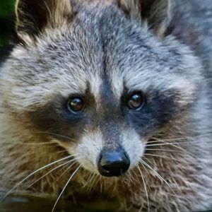 Meet your Posher, Joyce